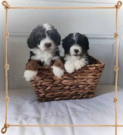 Bernedoodle F1b mini Tri coloured , View more
