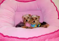 Tiny toy yorkie terrier