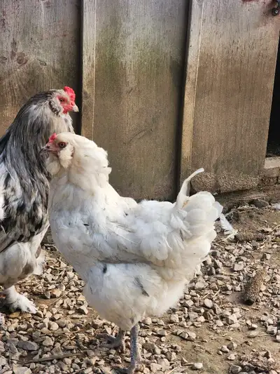Ameraucana laying hen, View more
