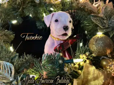 RARE NKC registered standard American Bulldogs **UPDATING**, View more