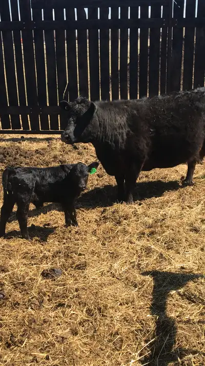 2 Lowline cow / calf pairs for sale near Lloydminster. One heifer and one steer calf. The cows are 4...