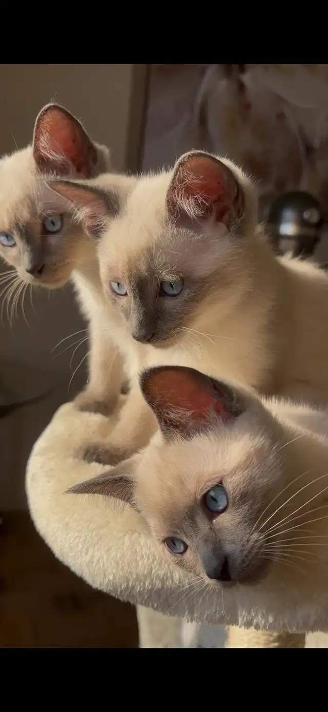 blue-point-siamese-kittens-cats-kittens-for-rehoming-city-of