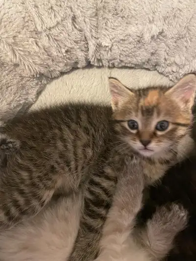8 week old kitten, View more