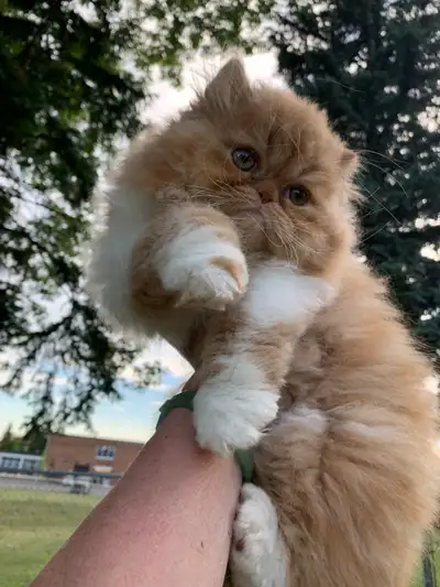 Adorable, orange Persian kittens, View more