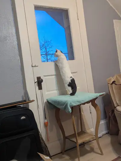 Looking for a free cat trees or scratch in Midland area, View more