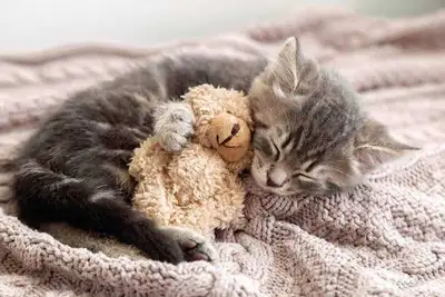 wanting a kitten, View more
