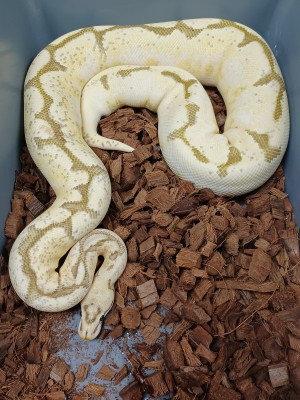 Breeder Female Ball Pythons Discounted in Reptiles & Amphibians for Rehoming in Mississauga / Peel Region - Image 2