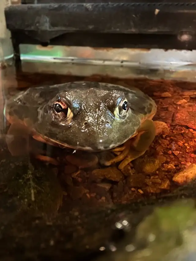 African pyxie frog in Reptiles & Amphibians for Rehoming in St. Catharines - Image 5