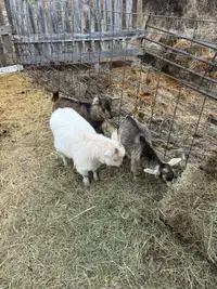 Nigerian dwarf goats. 