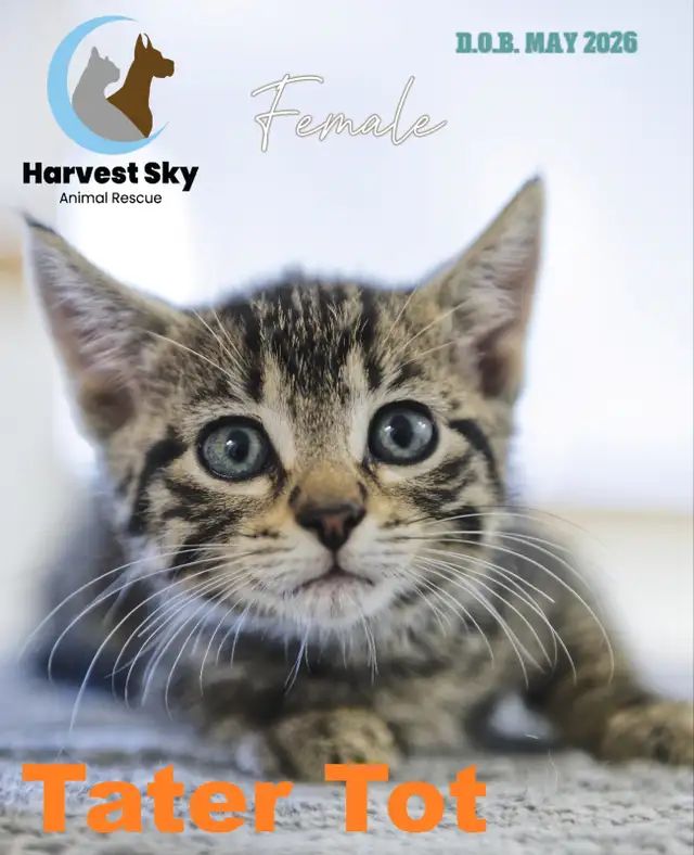 -HARVEST SKY ANIMAL RESCUE- 12 KITTENS & 9 CATS AVAILABLE | Registered ...