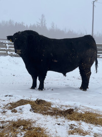 3yr old Black angus bull 