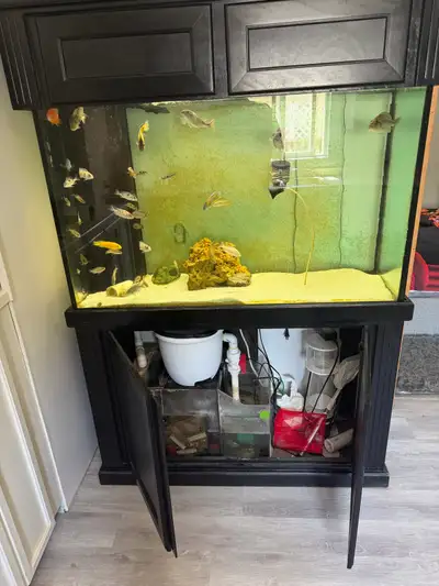 Multiple Aquarium and Cichlids , View more