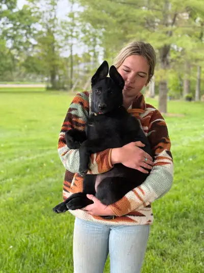 We’re proud to share that we have three exceptional female German Shepherd puppies available from ou...