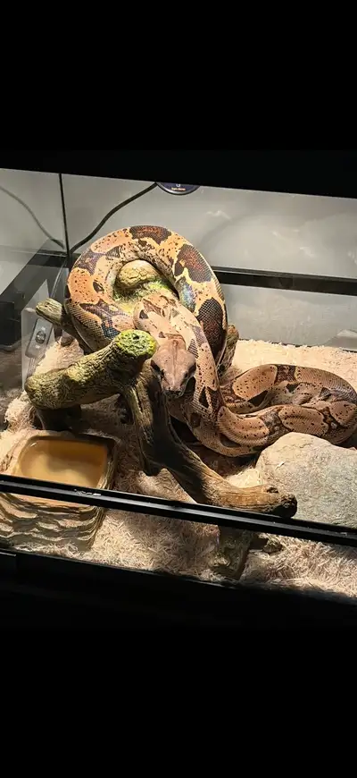 Boa - Very tame 3.5 year old female, View more