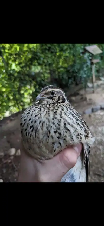 Fertilized Quail Eggs/North Qualicum , View more