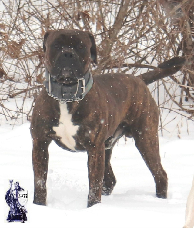 Alapaha Blue Blood Bulldog Puppies for Sale in Dogs & Puppies for Rehoming in Ottawa - Image 3