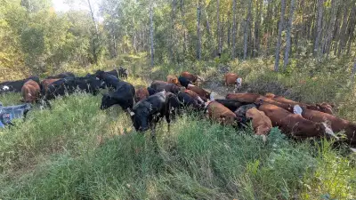 20 Bred Heifers. Bull Out August 1st for 60 days. Booked to preg check end of October. Proven Red An...