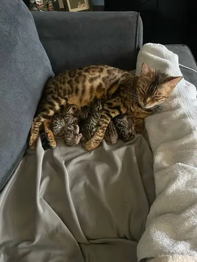 Brown Glitter Bengals!!! Little sweethearts!! My name is Erin and I have been breeding Bengals for 6...