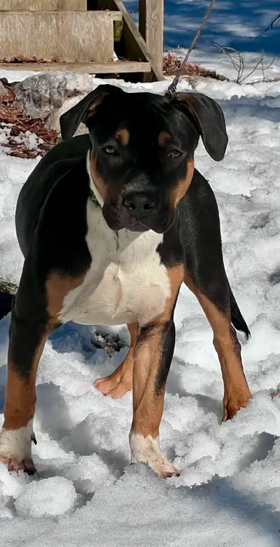 Registered American Bulldog UKC Champion Sire (both parents on site) Routine deworming (3X) vaccinat...