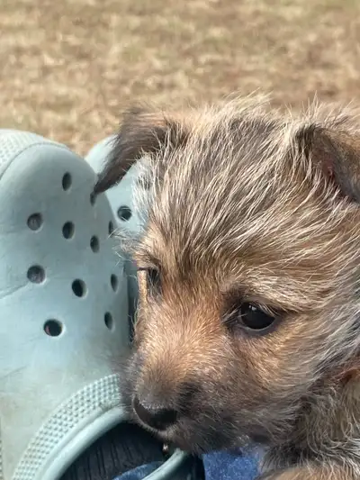 Cairn Terrier pups - females, View more