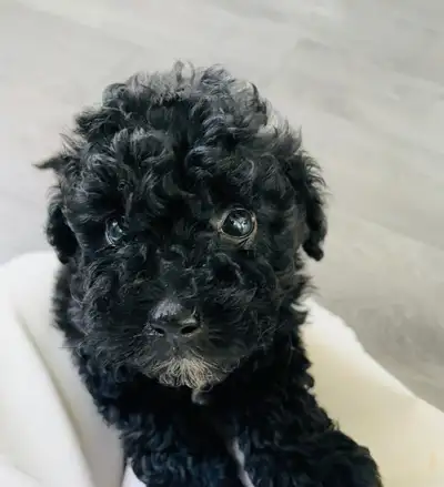 Stunning Toy Poodle One Boy Available!!, View more