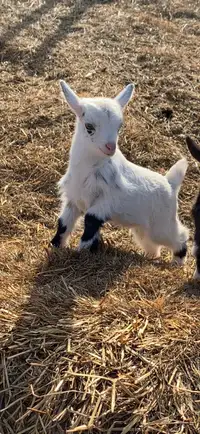 Mini  Nigerian Goats