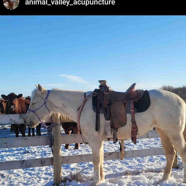Horse Training in Animal & Pet Services in Grande Prairie
