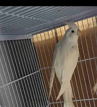 male cocktail for sale , View more