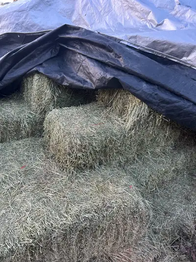Small hay bales for sale. Mostly alfalfa. $10
