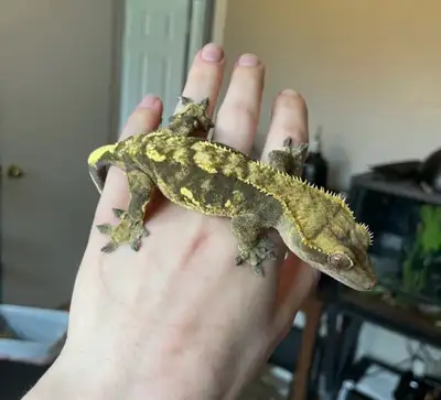 female crested gecko (pet only) , View more
