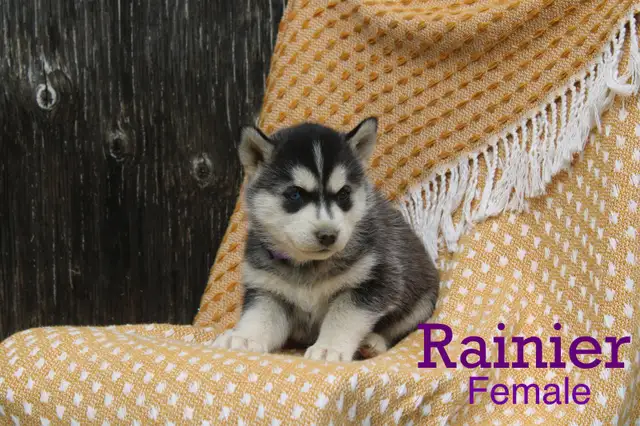 Siberian Husky Puppies! in Dogs & Puppies for Rehoming in Thunder Bay - Image 6
