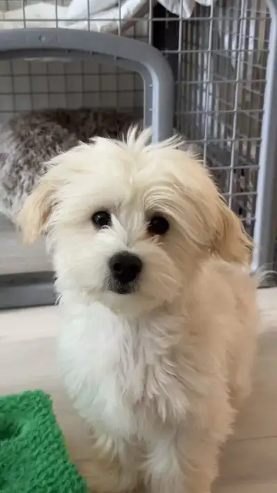 9-month-old male maltipoo looking for a loving home, View more