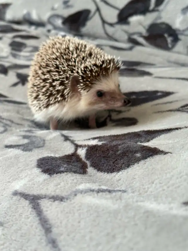 hedgehog  in Small Animals for Rehoming in Lethbridge - Image 5
