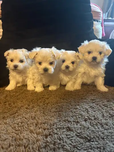 Pure Maltese puppies, View more