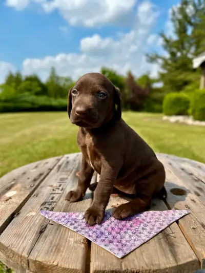  German shorthair pointer puppies, View more