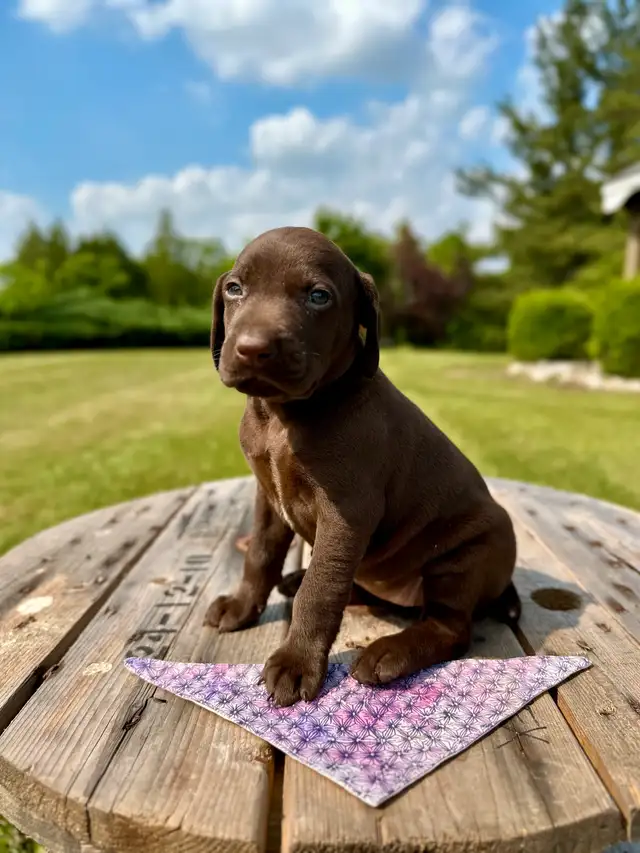 German shorthair pointer puppies in Dogs & Puppies for Rehoming in Oakville / Halton Region - Image 2