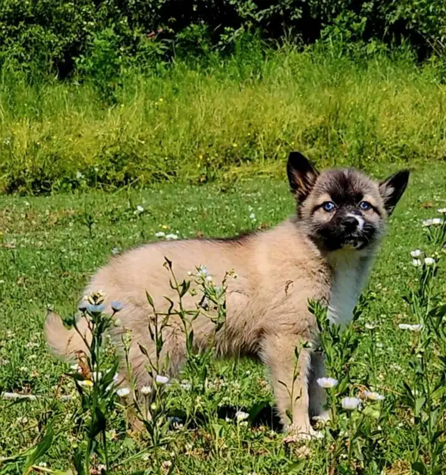 Husky x pup 1 girl with blue eyes in Dogs & Puppies for Rehoming in Ottawa - Image 8