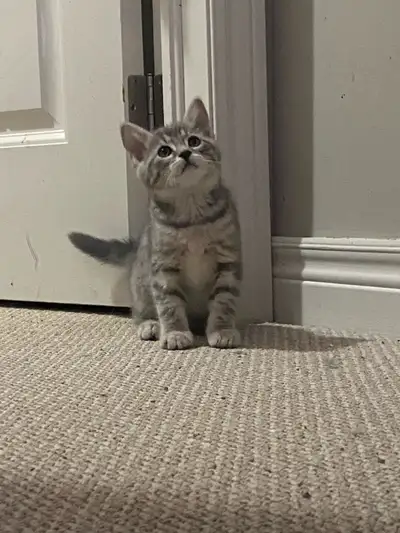 KITTENS AVAILABLE, View more