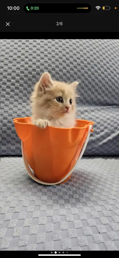 6 week old British Shorthair/persian mix , View more