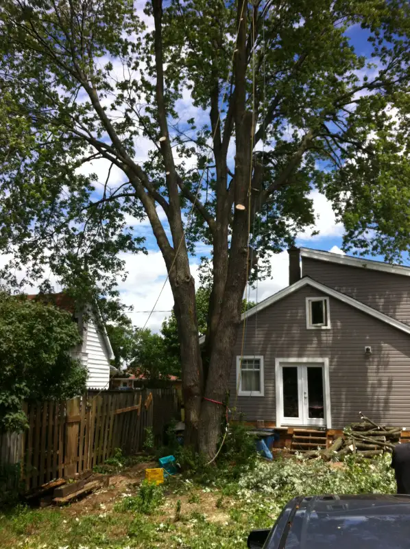 $SPECIALS$ DISCOUNTS FREE QUOTES FULLY INSURED AtoZ VIKING TREE in Lawn, Tree Maintenance & Eavestrough in Kingston - Image 5