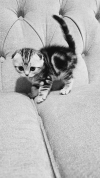 Scottish Fold kittens 