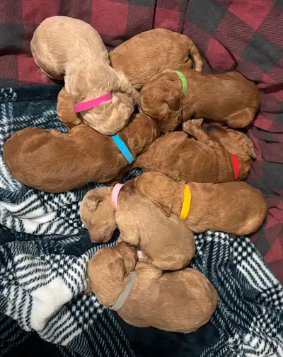 PLEASE READ THE FULL AD ❤️ Fresh new littles and 2 older pups ready to go! Our stunning Halo Jade an...