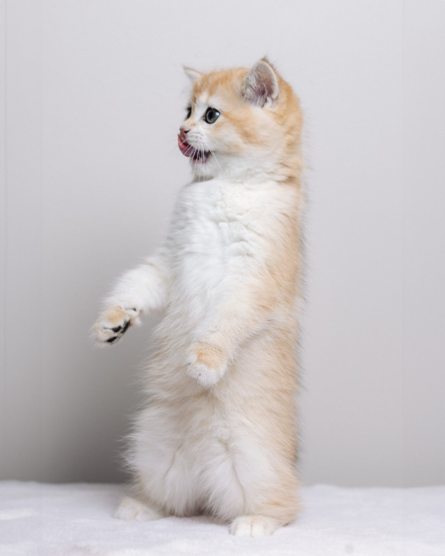 British shorthair golden kitten dans Chats et chatons à adopter  à Ville de Montréal - Image 3