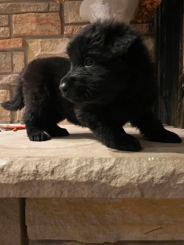  Pure-Bred German Shepherd Puppies! Ready now! in Dogs & Puppies for Rehoming in Oakville / Halton Region