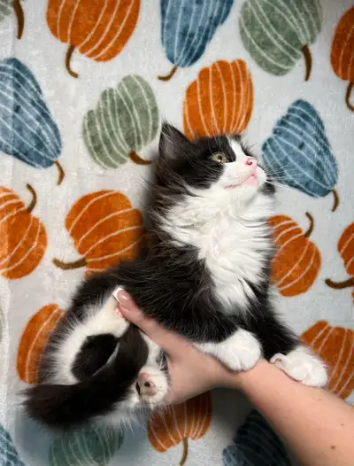 Fluffy Siberian kittens!, View more