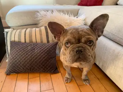 Bouledogue français exotique Merle –French Bulldog exotic, View more