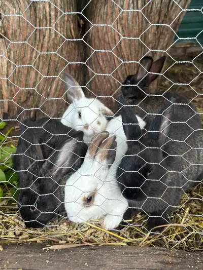 rabbits -bunnies, View more