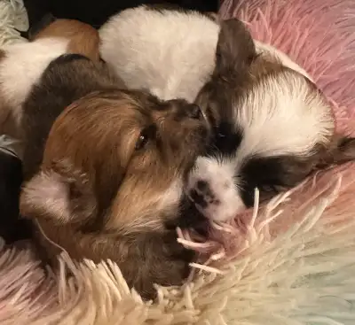 Longhaired Chihuahua puppies, View more