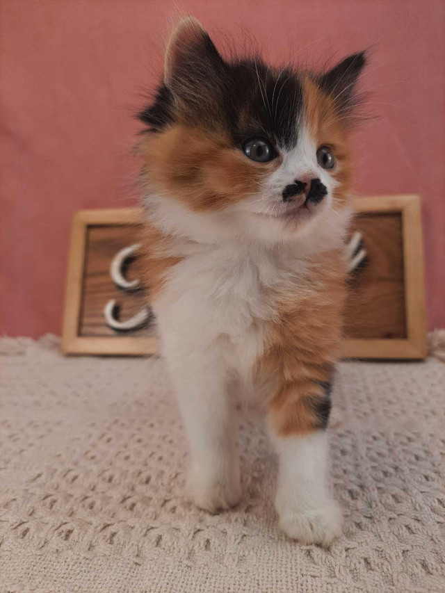 Maine Coon with Little Mustache!! in Cats & Kittens for Rehoming in North Bay - Image 4