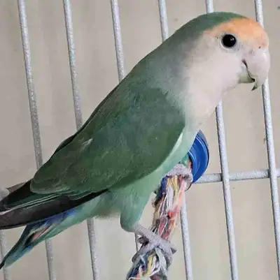 Meet this adorable male green Lovebird. * Vibrant green plumage with blue accents * Peach faced If t...